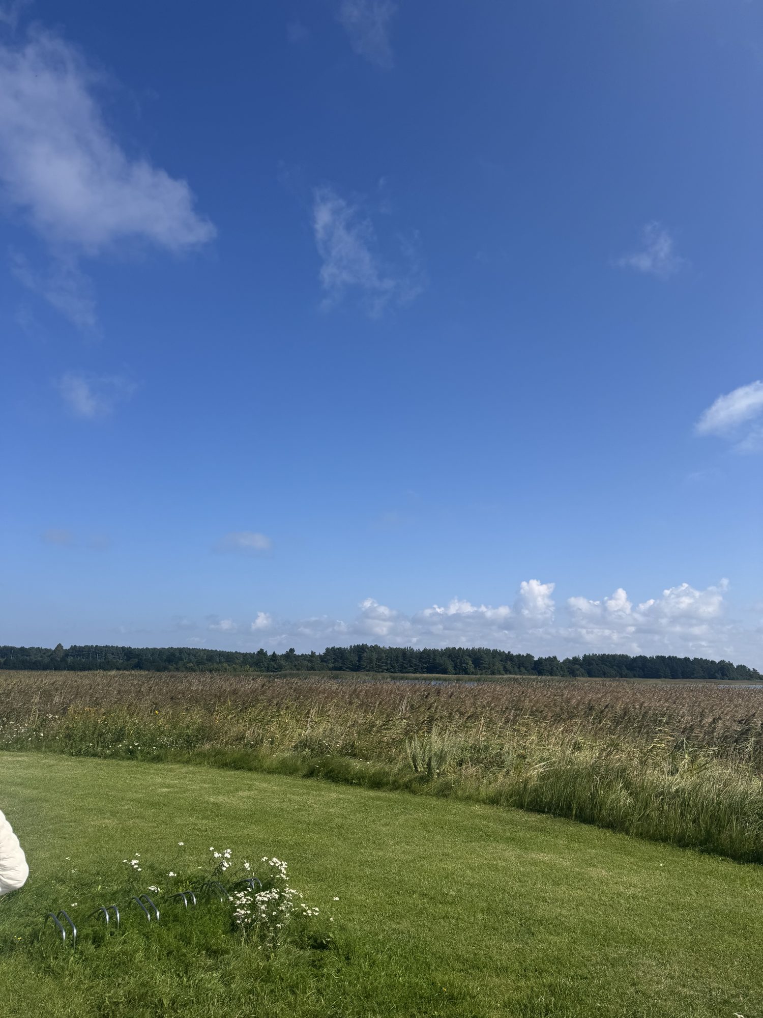 Blue sky over a field of reeds and pine trees on the island of Vormsi, Estonia